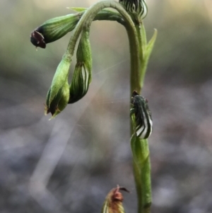 Speculantha rubescens at Gungahlin, ACT - 16 Apr 2017