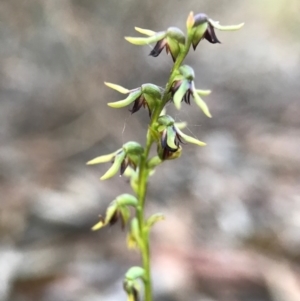 Corunastylis clivicola at Gungahlin, ACT - 16 Apr 2017