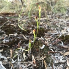 Speculantha rubescens (Blushing Tiny Greenhood) at Gungahlin, ACT - 16 Apr 2017 by AaronClausen