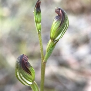 Speculantha rubescens at Gungahlin, ACT - suppressed