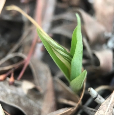 Diplodium truncatum (Little Dumpies, Brittle Greenhood) at Crace, ACT - 16 Apr 2017 by AaronClausen
