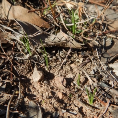 Diuris chryseopsis (Golden Moth) at Belconnen, ACT - 15 Apr 2017 by CathB