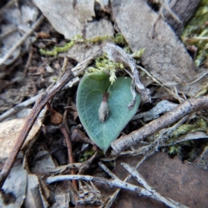 Acianthus collinus at Aranda, ACT - suppressed