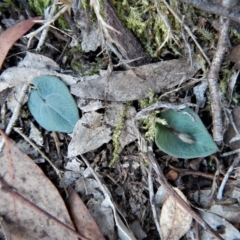 Acianthus collinus at Aranda, ACT - suppressed