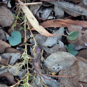 Acianthus collinus at Aranda, ACT - suppressed