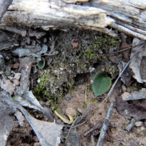 Acianthus collinus at Aranda, ACT - suppressed