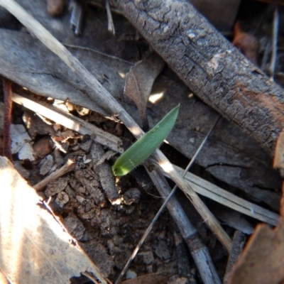 Cyanicula caerulea (Blue Fingers, Blue Fairies) at Belconnen, ACT - 15 Apr 2017 by CathB