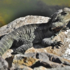 Intellagama lesueurii howittii (Gippsland Water Dragon) at Cotter River, ACT - 12 Apr 2017 by JohnBundock