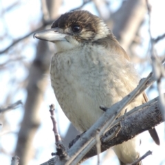 Cracticus torquatus (Grey Butcherbird) at Paddys River, ACT - 16 Apr 2017 by MichaelBedingfield