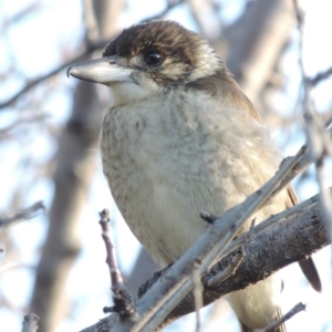 Cracticus torquatus at Paddys River, ACT - 16 Apr 2017