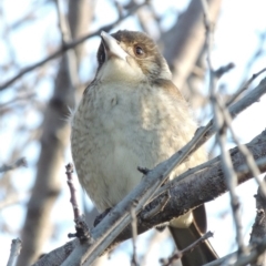 Cracticus torquatus at Paddys River, ACT - 16 Apr 2017