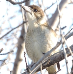 Cracticus torquatus at Paddys River, ACT - 16 Apr 2017