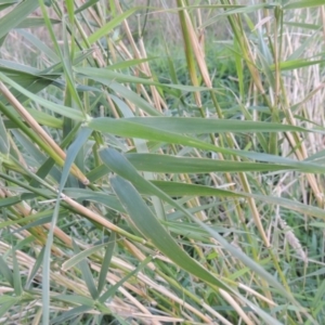 Phragmites australis at Bullen Range - 14 Apr 2017 07:05 PM