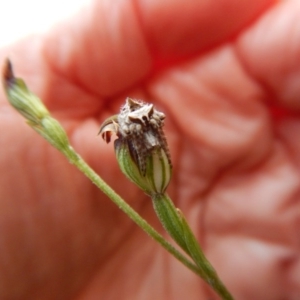 Dolophones sp. (genus) at Point 3852 - 13 Apr 2017 06:20 PM