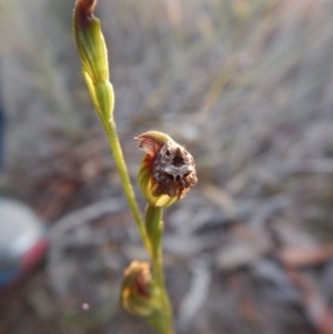 Dolophones sp. (genus) at Point 3852 - 13 Apr 2017 06:20 PM