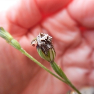 Dolophones sp. (genus) at Point 3852 - 13 Apr 2017 06:20 PM