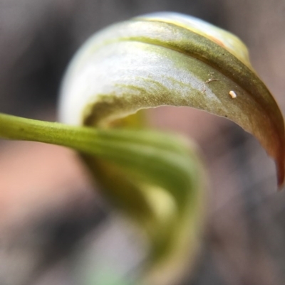 Diplodium sp. (A Greenhood) at P11 - 17 Apr 2017 by AaronClausen