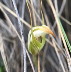 Diplodium sp. at Mount Majura - 17 Apr 2017