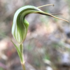 Diplodium ampliatum (Large Autumn Greenhood) at P11 - 17 Apr 2017 by AaronClausen