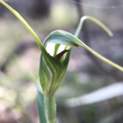 Diplodium laxum (Antelope greenhood) at P11 - 17 Apr 2017 by AaronClausen