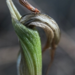 Diplodium ampliatum (Large Autumn Greenhood) at P11 - 17 Apr 2017 by AaronClausen