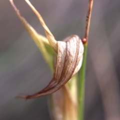 Diplodium ampliatum at Hackett, ACT - 17 Apr 2017