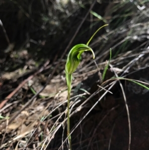 Diplodium ampliatum at Hackett, ACT - suppressed