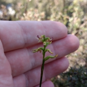 Corunastylis cornuta at Jerrabomberra, NSW - 17 Apr 2017