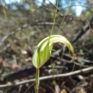 Diplodium ampliatum at Jerrabomberra, NSW - suppressed