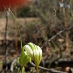 Diplodium ampliatum at Jerrabomberra, NSW - suppressed