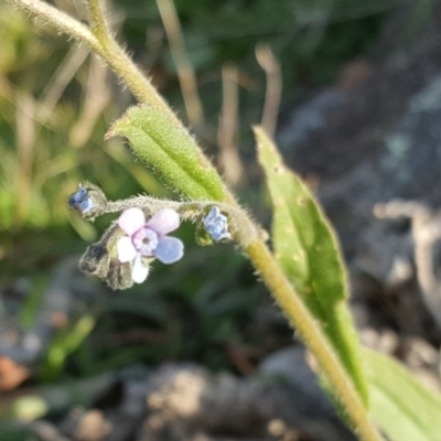 Cynoglossum australe (Australian Forget-me-not) at Jerrabomberra, ACT - 16 Apr 2017 by Mike