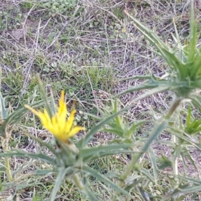 Carthamus lanatus (Saffron Thistle) at Isaacs Ridge - 16 Apr 2017 by Mike