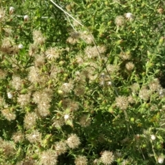 Dittrichia graveolens (Stinkwort) at Garran, ACT - 15 Apr 2017 by Mike