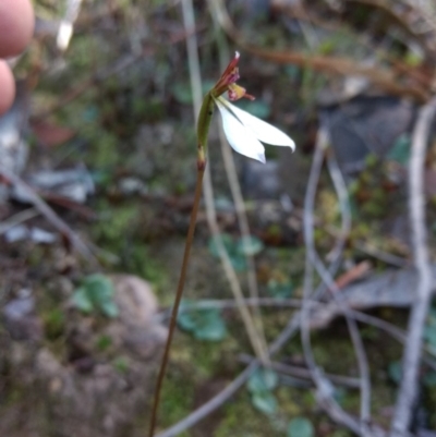 Eriochilus cucullatus (Parson's Bands) at Mount Jerrabomberra QP - 17 Apr 2017 by MattM