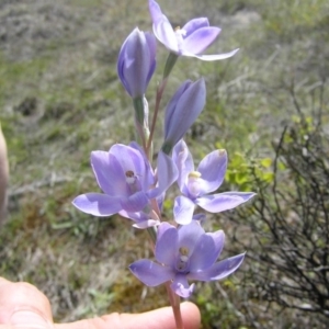 Thelymitra megcalyptra at Yass River, NSW - suppressed