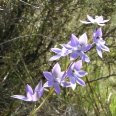 Thelymitra megcalyptra at Yass River, NSW - suppressed