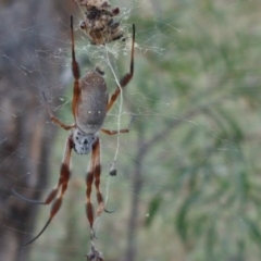 Trichonephila edulis (Golden orb weaver) at Wanniassa Hill - 11 Apr 2017 by Mike