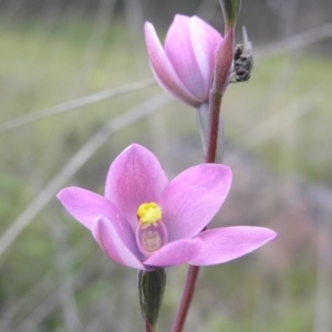 Thelymitra carnea x megcalyptra at Yass River, NSW - 29 Oct 2005