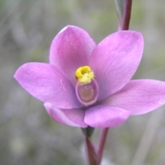 Thelymitra carnea x megcalyptra at Yass River, NSW - 29 Oct 2005