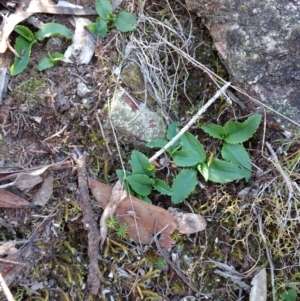 Pterostylis sp. at Jerrabomberra, NSW - 17 Apr 2017