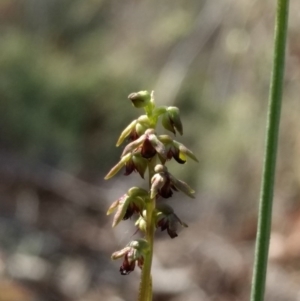 Corunastylis clivicola at Jerrabomberra, NSW - suppressed