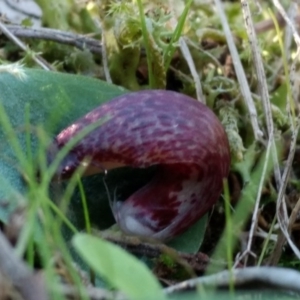 Corysanthes hispida at Jerrabomberra, NSW - 17 Apr 2017