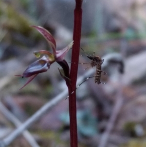 Acianthus exsertus at Jerrabomberra, NSW - 17 Apr 2017