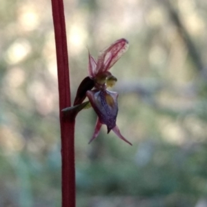 Acianthus exsertus at Jerrabomberra, NSW - 17 Apr 2017