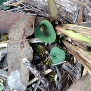 Corysanthes hispida at Jerrabomberra, NSW - 17 Apr 2017