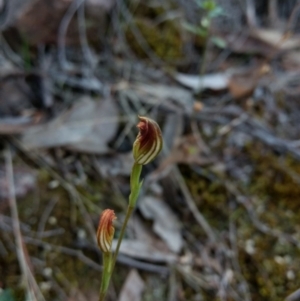 Speculantha rubescens at Jerrabomberra, NSW - 17 Apr 2017