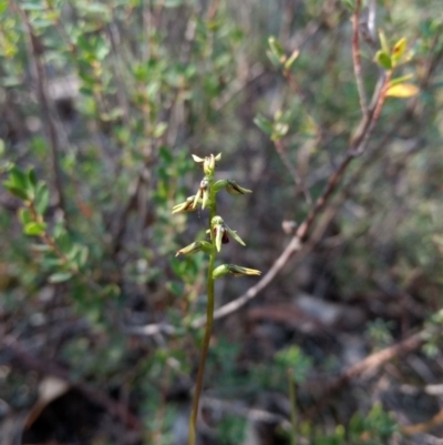 Corunastylis clivicola (Rufous midge orchid) at Mount Jerrabomberra QP - 17 Apr 2017 by MattM