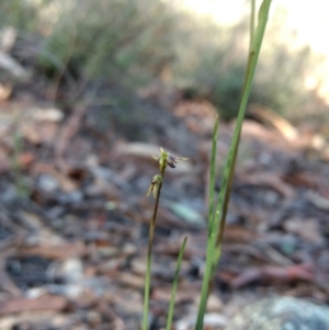 Corunastylis clivicola at Jerrabomberra, NSW - 17 Apr 2017