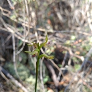 Corunastylis cornuta at Jerrabomberra, NSW - suppressed