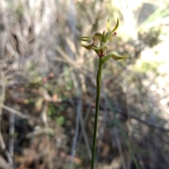 Corunastylis cornuta at Jerrabomberra, NSW - 17 Apr 2017